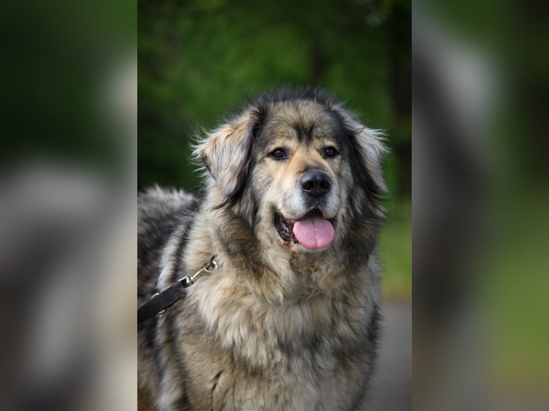 Maja - freundliche Hündin - Besitzer wurde krank