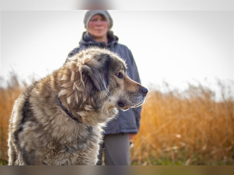 Maja - freundliche Hündin - Besitzer wurde krank