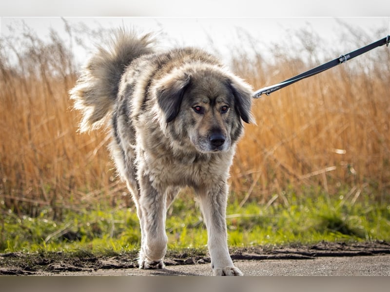 Maja - freundliche Hündin - Besitzer wurde krank