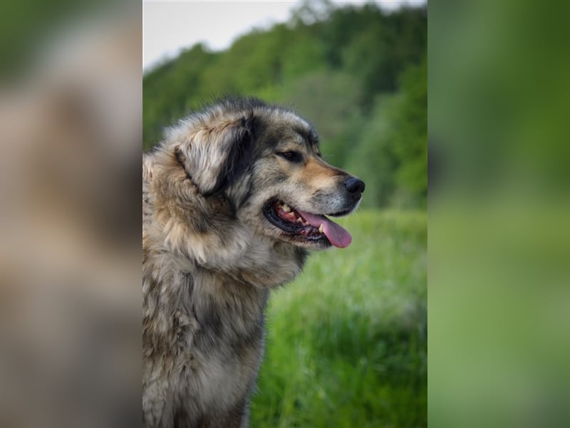 Maja - freundliche Hündin - Besitzer wurde krank