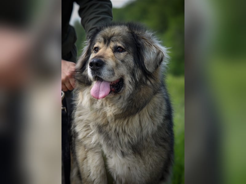 Maja - freundliche Hündin - Besitzer wurde krank