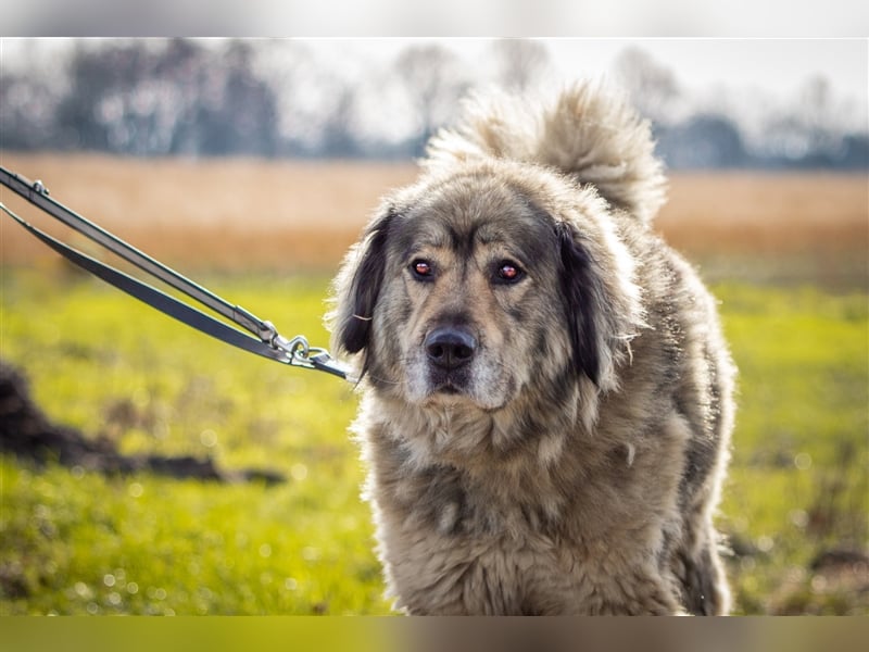 Maja - freundliche Hündin - Besitzer wurde krank