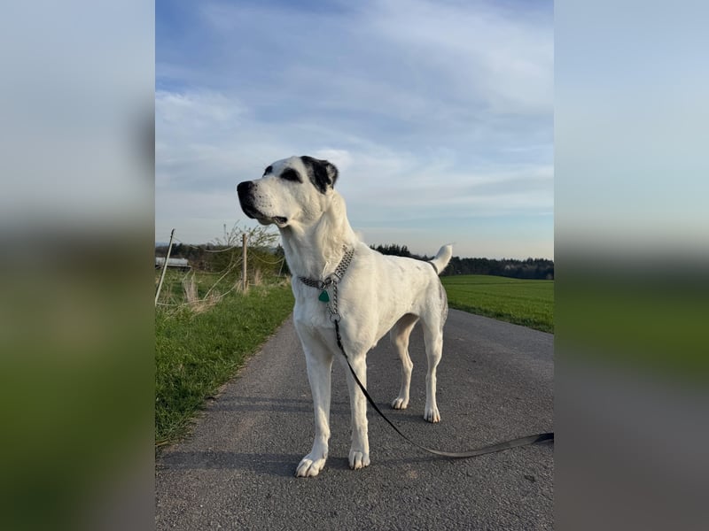 DRINGEND! Shari sucht ein neues Zuhause