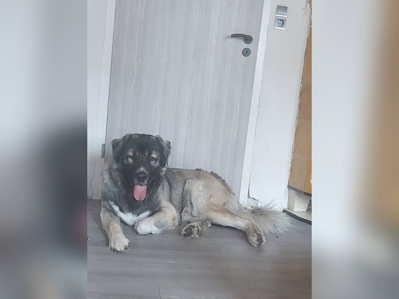 Kaukasischer Owtscharka Rüde 1 1/2 Jahre