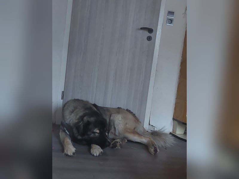 Kaukasischer Owtscharka Rüde 1 1/2 Jahre