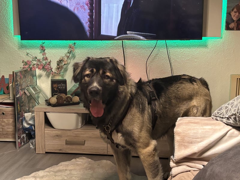 Kaukasischer Owtscharka Rüde 1 1/2 Jahre