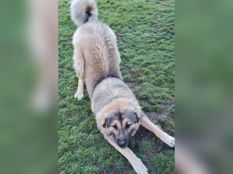 Rocky sucht sein Glück!