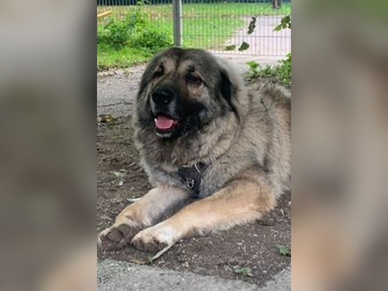 Rocky sucht sein Glück!
