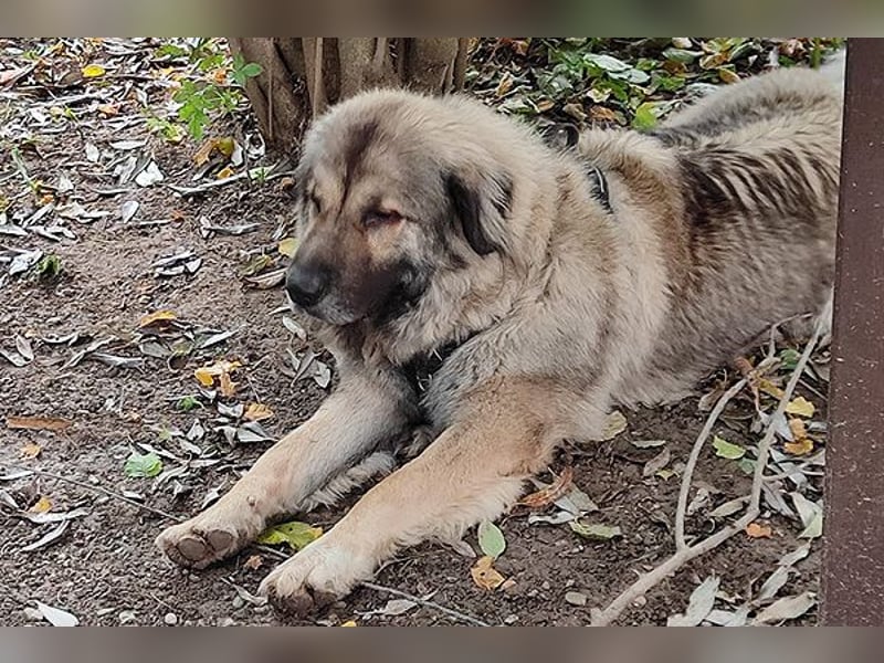 Rocky sucht sein Glück!