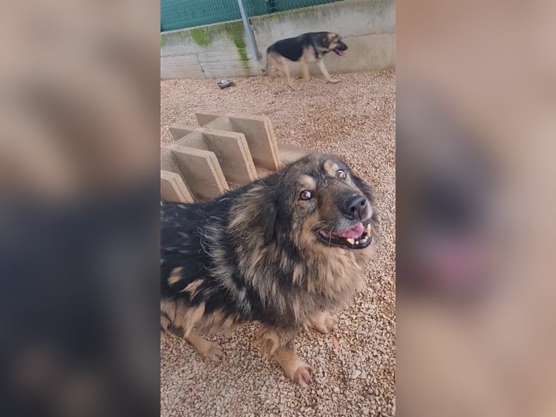 Bond Herdenschutzhund Mischling Rüde Senior sucht Gnadenplatz / Zuhause oder Pflegestelle