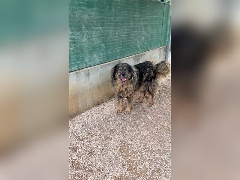Bond Herdenschutzhund Mischling Rüde Senior sucht Gnadenplatz / Zuhause oder Pflegestelle
