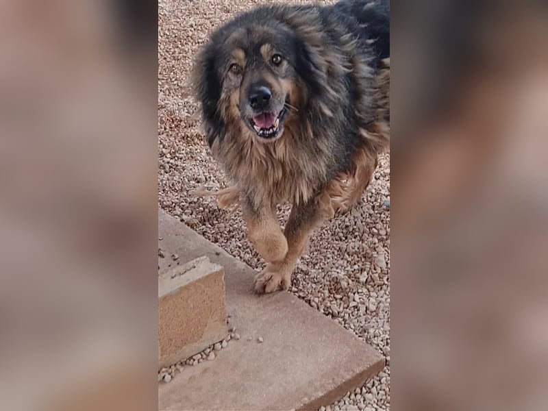 Bond Herdenschutzhund Mischling Rüde Senior sucht Gnadenplatz / Zuhause oder Pflegestelle