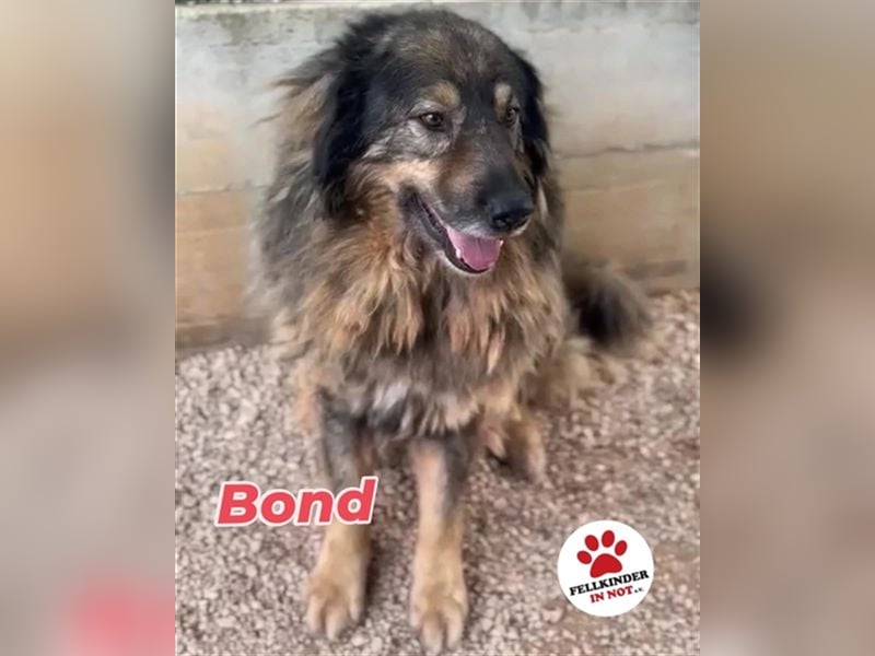 Bond Herdenschutzhund Mischling Rüde Senior sucht Gnadenplatz / Zuhause oder Pflegestelle