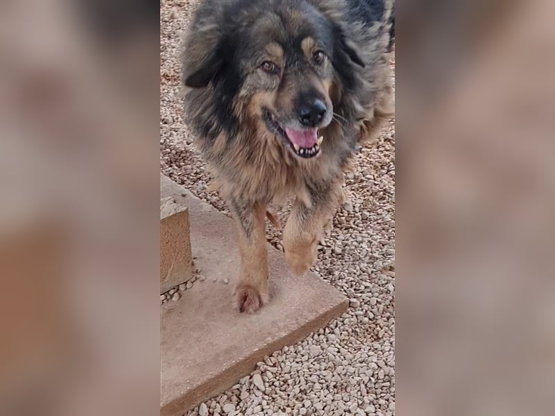 Bond Herdenschutzhund Mischling Rüde Senior sucht Gnadenplatz / Zuhause oder Pflegestelle