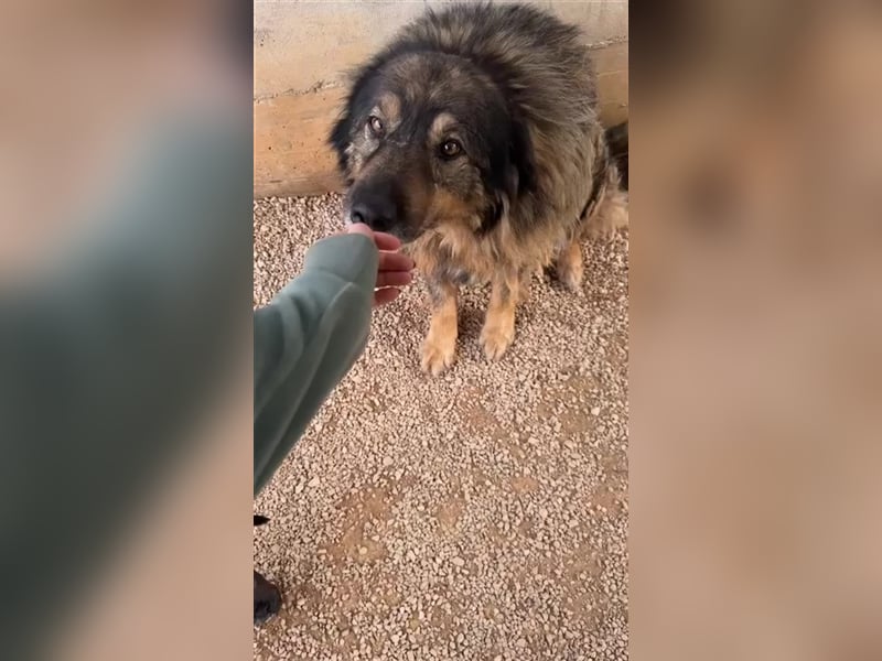 Bond Herdenschutzhund Mischling Rüde Senior sucht Gnadenplatz / Zuhause oder Pflegestelle