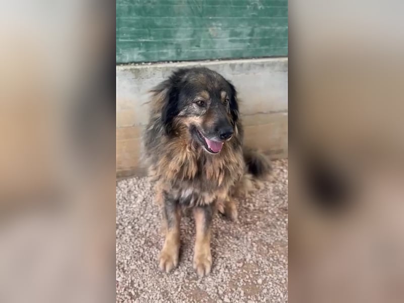 Bond Herdenschutzhund Mischling Rüde Senior sucht Gnadenplatz / Zuhause oder Pflegestelle