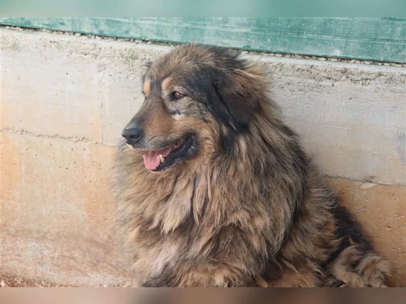 Bond Herdenschutzhund Mischling Rüde Senior sucht Gnadenplatz / Zuhause oder Pflegestelle