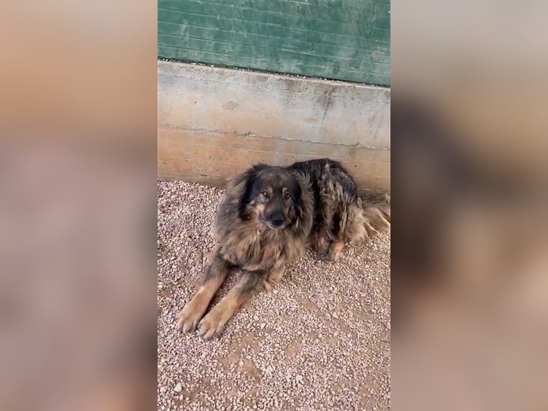 Bond Herdenschutzhund Mischling Rüde Senior sucht Gnadenplatz / Zuhause oder Pflegestelle