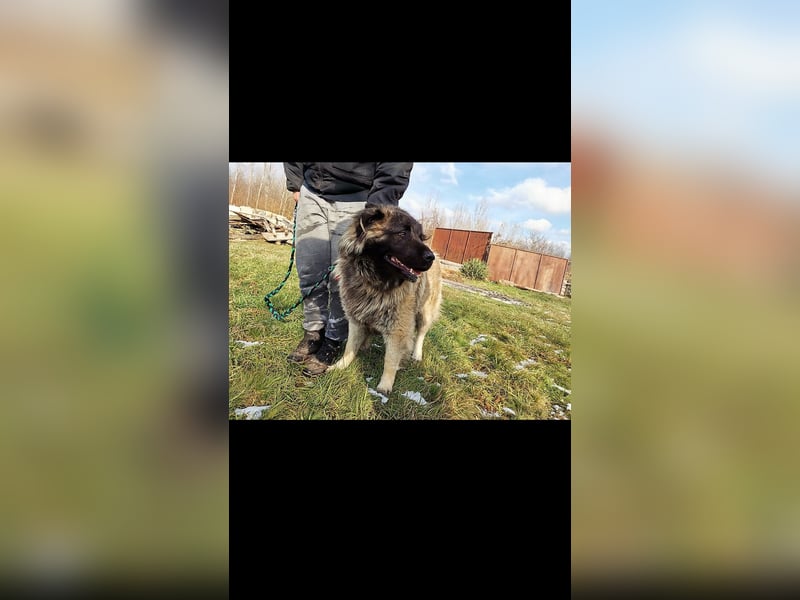 Alpha sucht seine Aufgabe