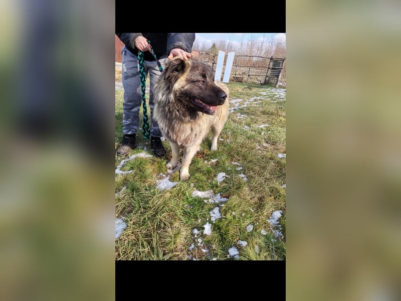 Alpha sucht seine Aufgabe