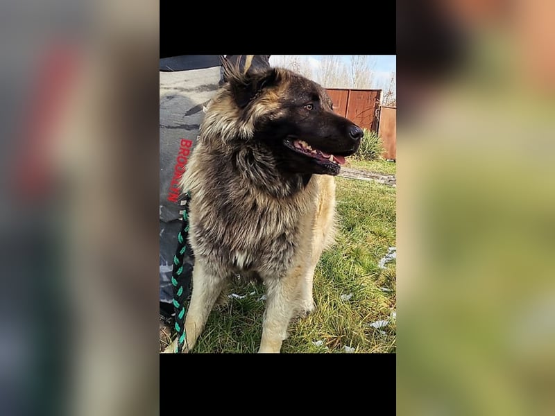 Alpha sucht seine Aufgabe
