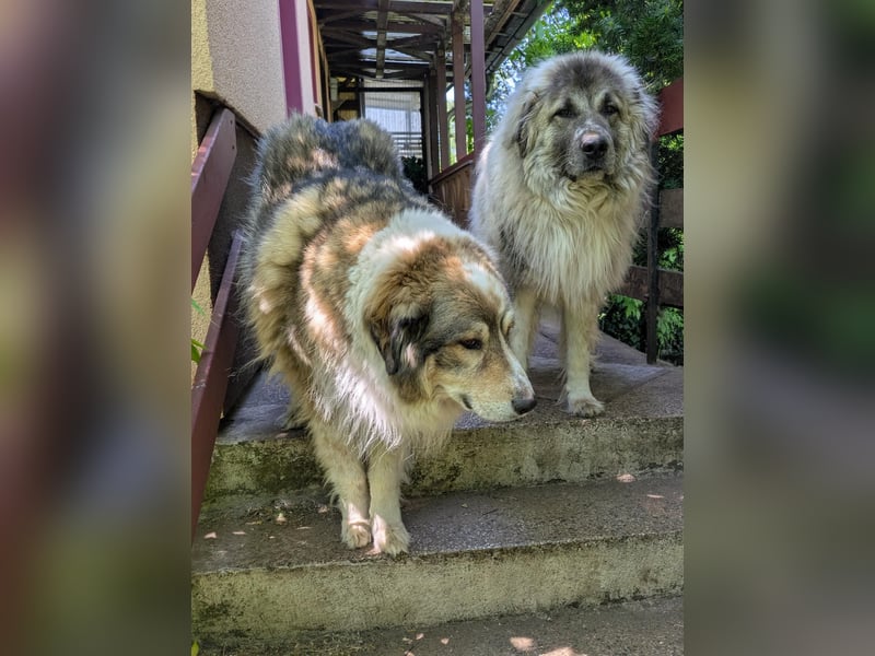 Max – Jung, klug, loyal
