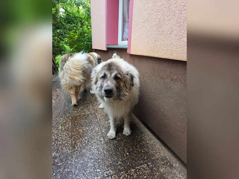 Max – Jung, klug, loyal