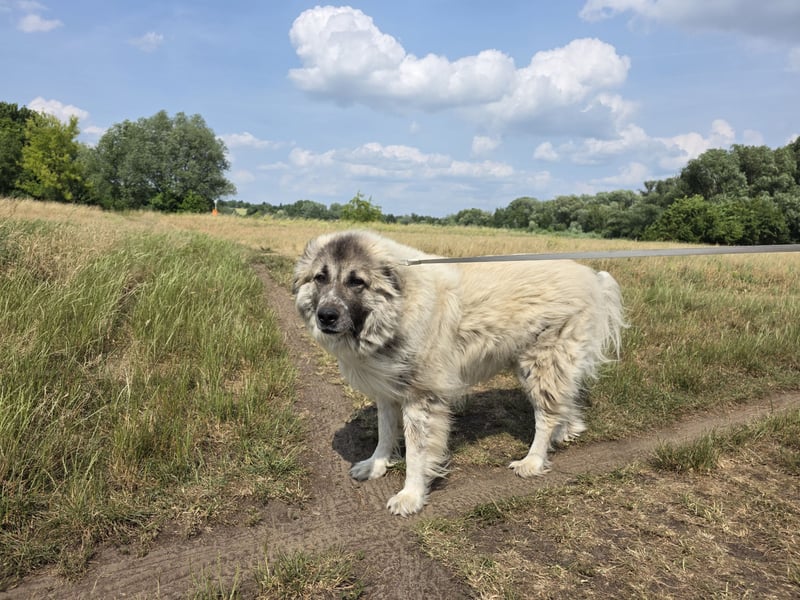 Max – Jung, klug, loyal