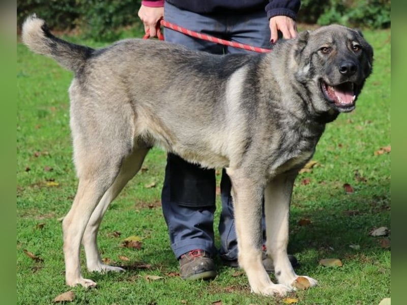 Margherito - freundlicher Hund sucht Einzelplatz