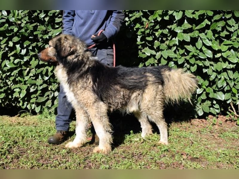 Cherubino - NOTFALL - sucht einen Für-immer-Freund