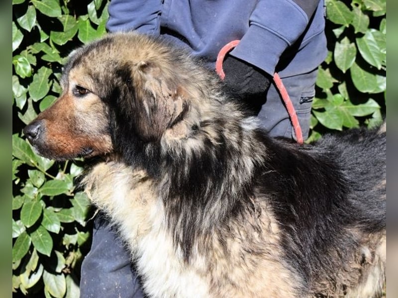 Cherubino - NOTFALL - sucht einen Für-immer-Freund