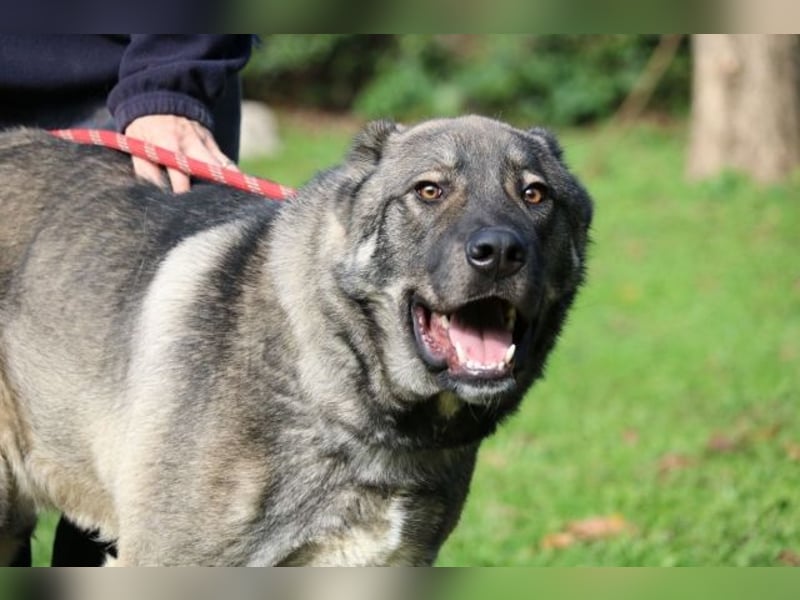 Margherito - freundlicher Hund sucht Einzelplatz