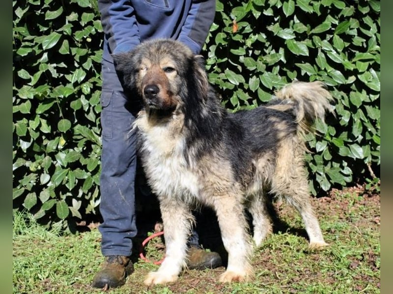 Cherubino - NOTFALL - sucht einen Für-immer-Freund