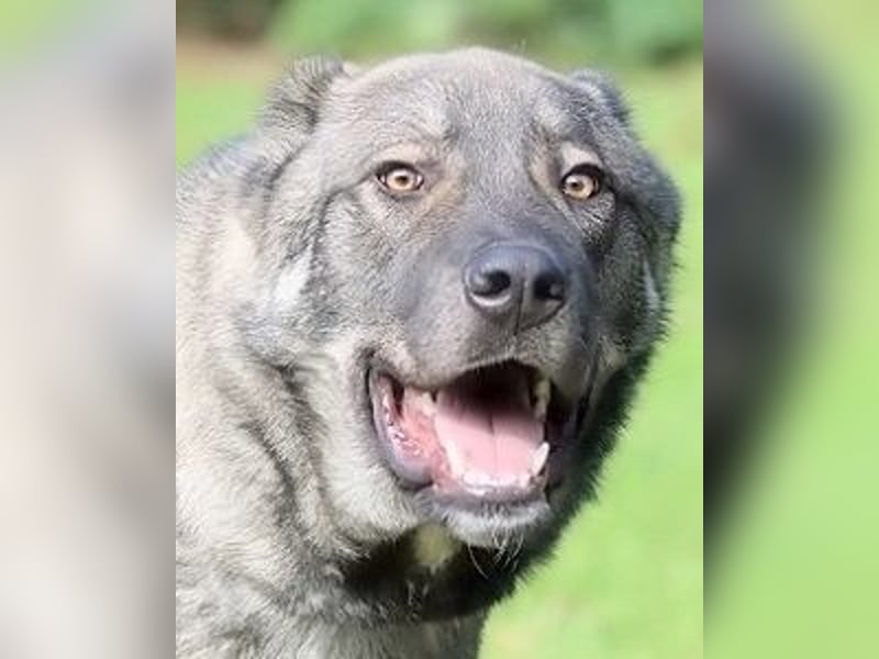 Margherito - freundlicher Hund sucht Einzelplatz