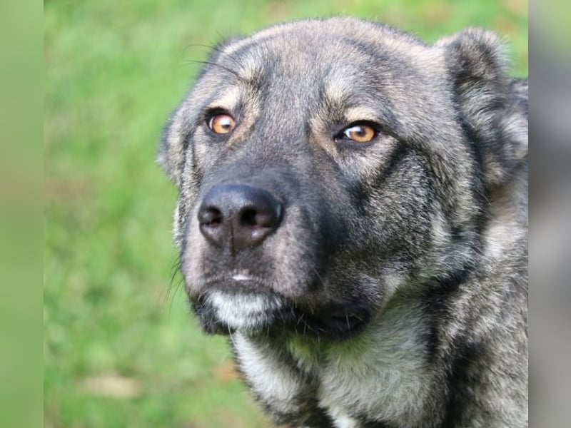 Margherito - freundlicher Hund sucht Einzelplatz
