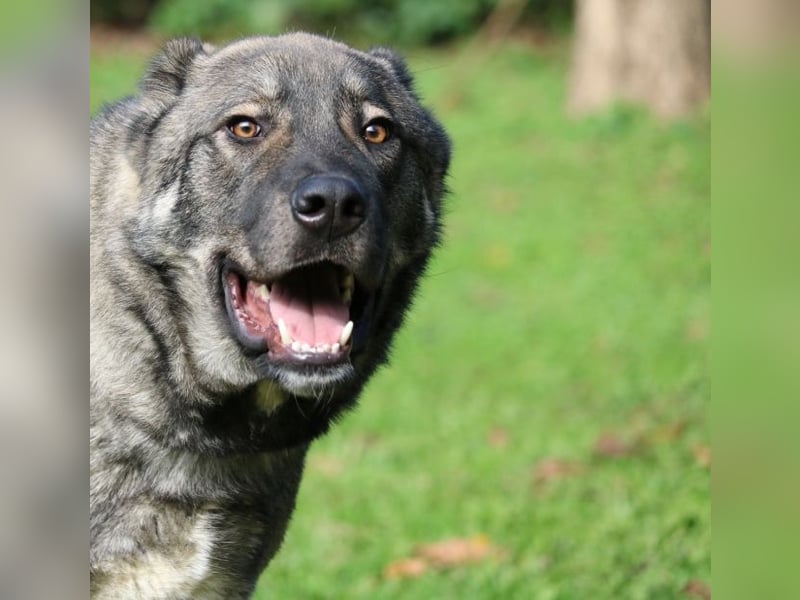 Margherito - freundlicher Hund sucht Einzelplatz