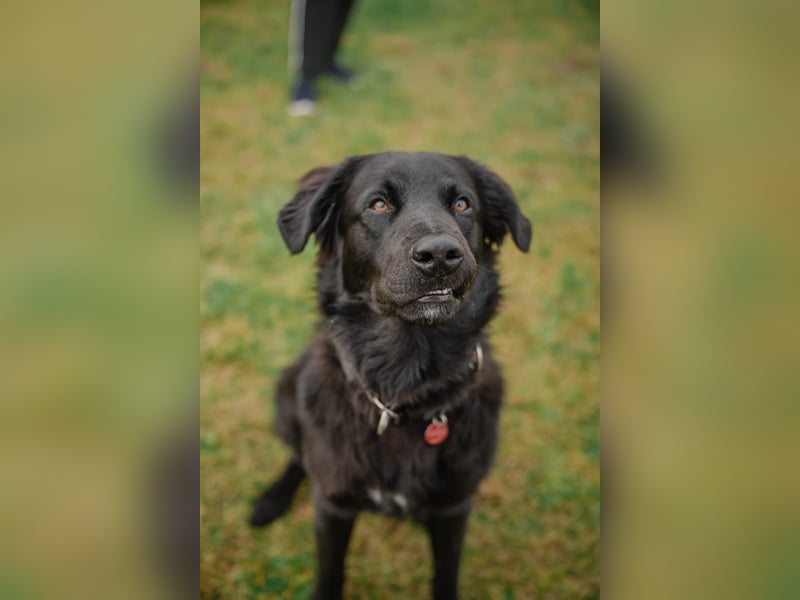 Kaukase-Hovawart Mix sucht neues Zuhause