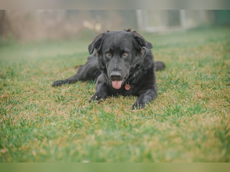 Kaukase-Hovawart Mix sucht neues Zuhause