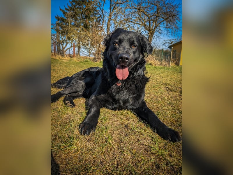 Kaukase-Hovawart Mix sucht neues Zuhause