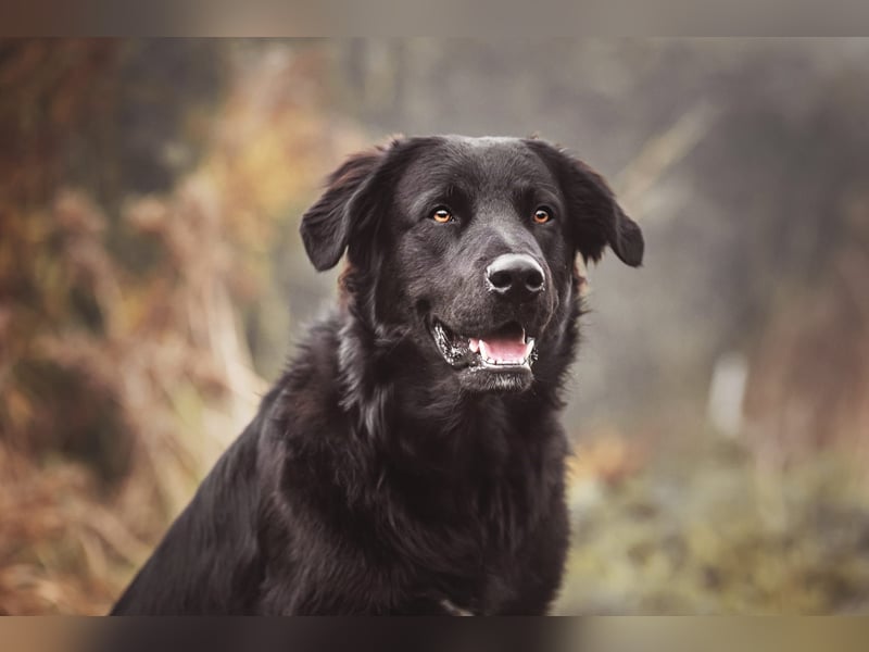 Kaukase-Hovawart Mix sucht neues Zuhause