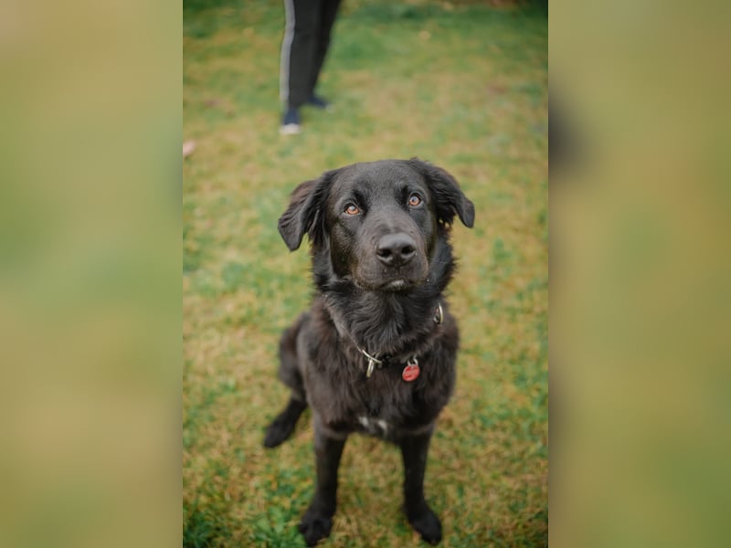 Kaukase-Hovawart Mix sucht neues Zuhause
