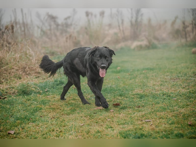 Kaukase-Hovawart Mix sucht neues Zuhause