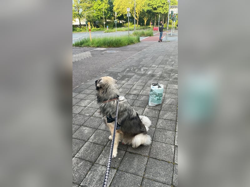 Kaukasischer owtcharka