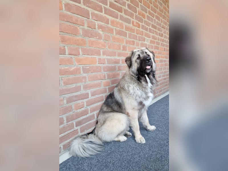 Kaukasischer owtcharka