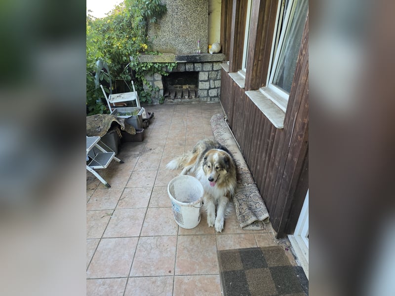 Dickie – Der sanfte Riese mit klarem Blick