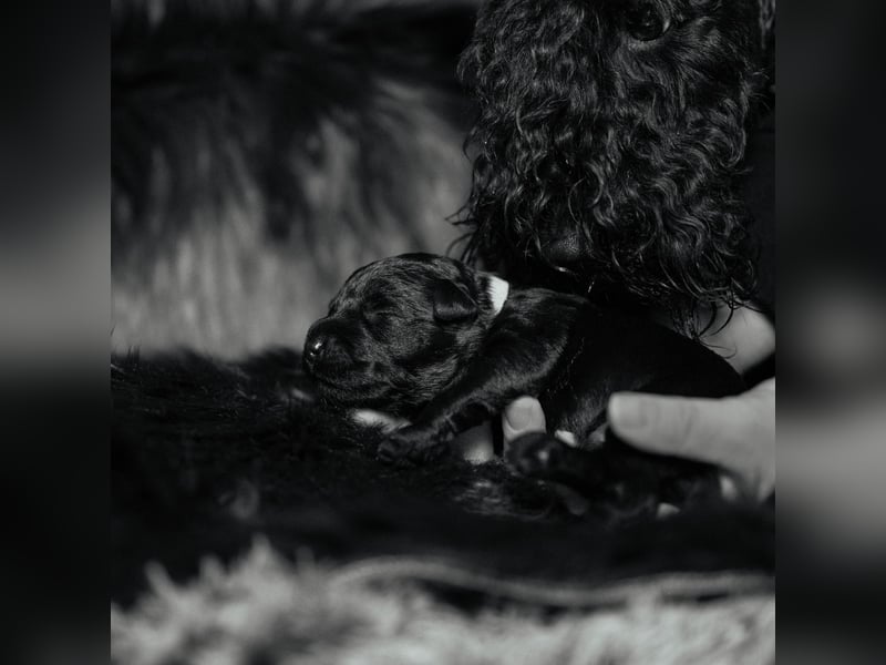 Wir planen 2026 Kerry Blue Terrier Wurf-B