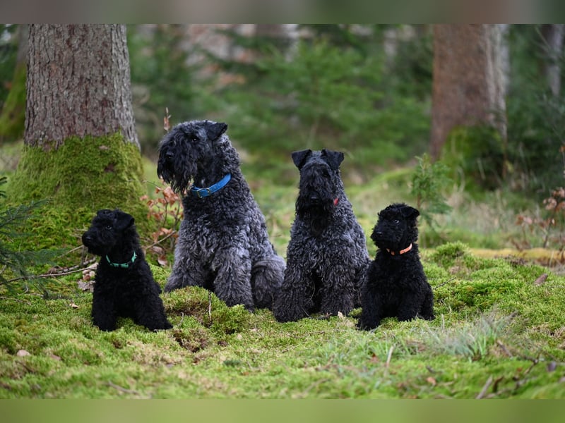 Kerry Blue Terrier Wurf B in Planung – Nun heißt es warten...