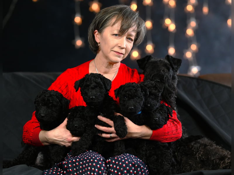 Kerry Blue Terrier Wurf B in Planung – Nun heißt es warten...