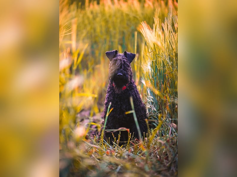 Kerry Blue Terrier Wurf B in Planung – Nun heißt es warten...
