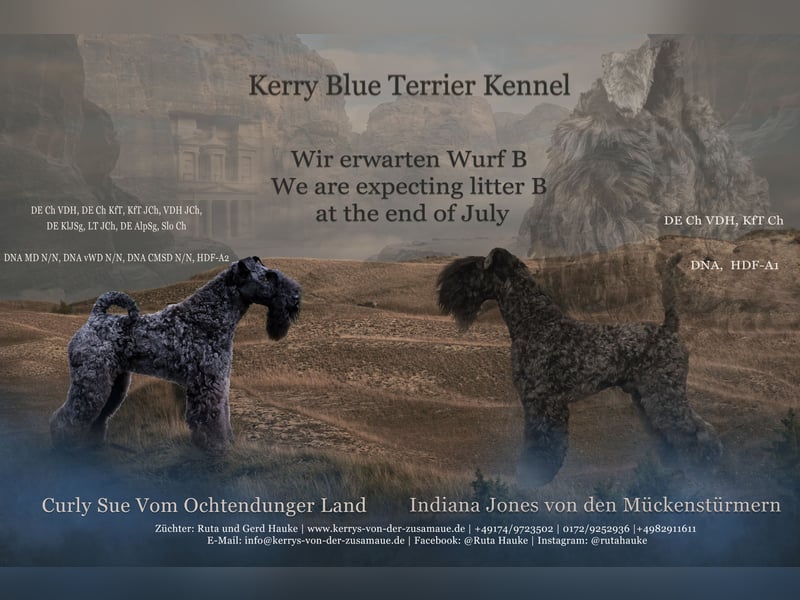 Wir erwarten Kerry Blue Terrier Welpen!